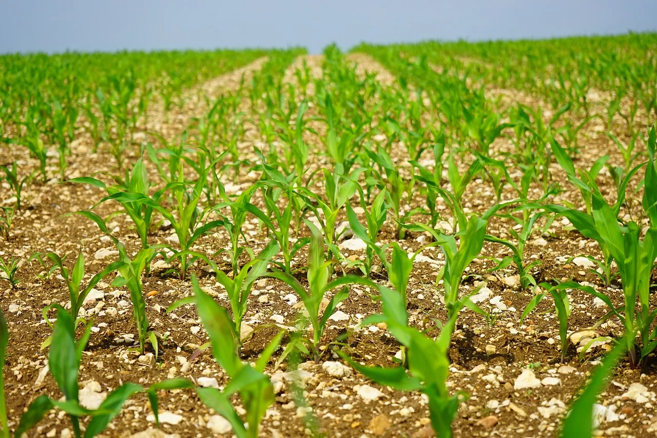 kukurydza w fazie wzrostu